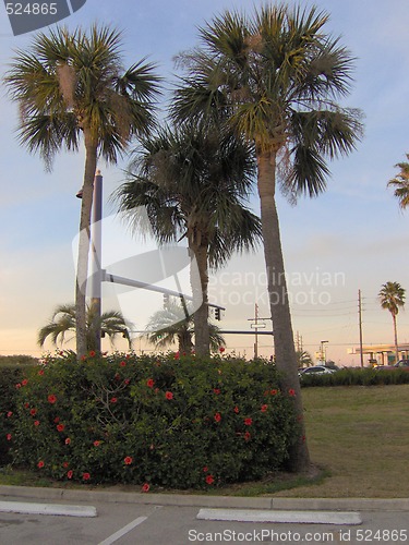 Image of 3 Tall Palm Trees