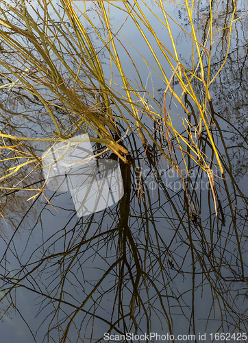 Image of mirroring twiggy riparian scenery