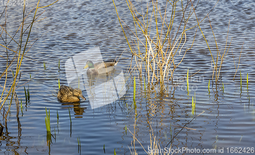 Image of swimming mallards