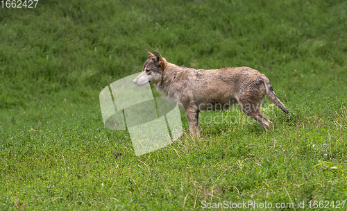 Image of wolf in natural back