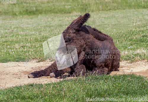 Image of donkey on the ground