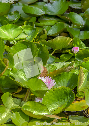 Image of sunny illuminated water lilies vegetation