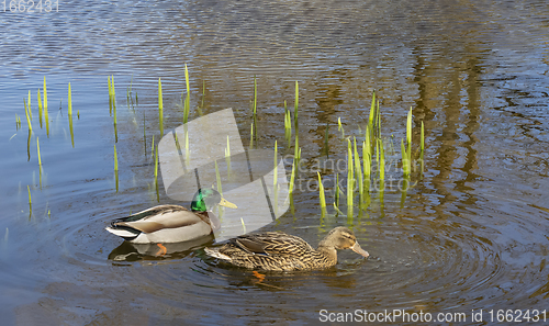 Image of swimming mallards