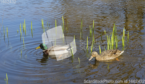 Image of swimming mallards