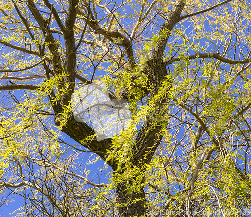 Image of weeping tree detail