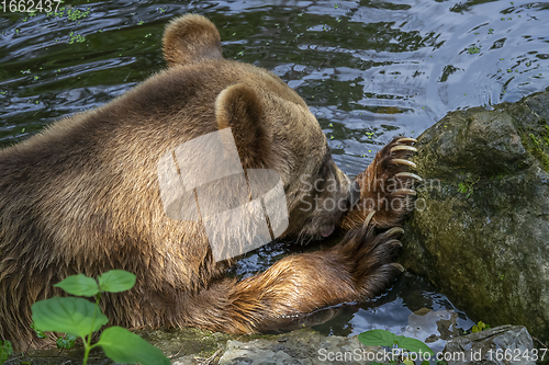 Image of bear in riparian ambiance