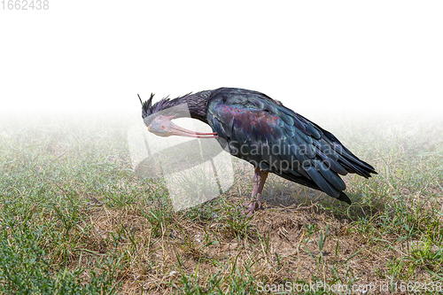 Image of Northern bald ibis