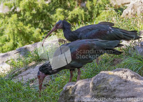 Image of two Northern bald ibises