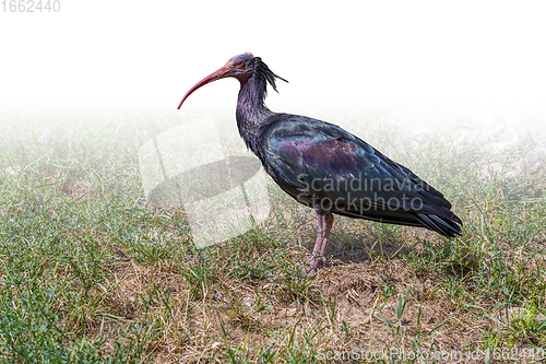 Image of Northern bald ibis