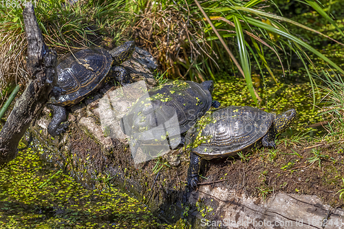 Image of water turtles in natural back