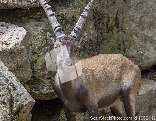 Image of ibex on rock formation