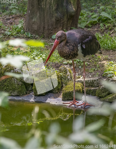 Image of Black stork