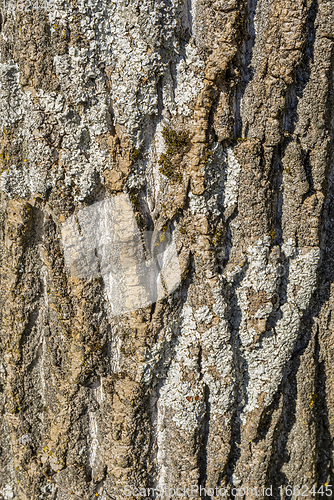 Image of tree bark closeup