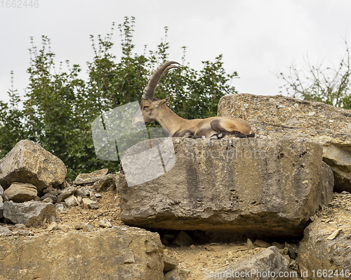 Image of ibex on rock formation