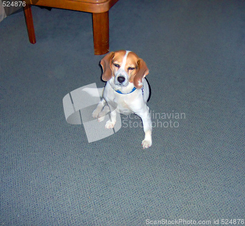 Image of molly the beagle