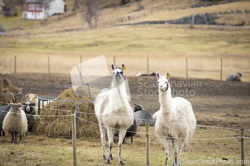 Image of Lama