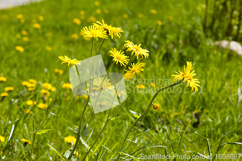 Image of field with dandelions
