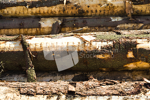 Image of logging pine logs