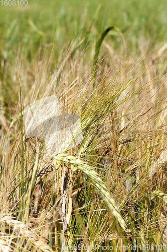 Image of green and yellow oats