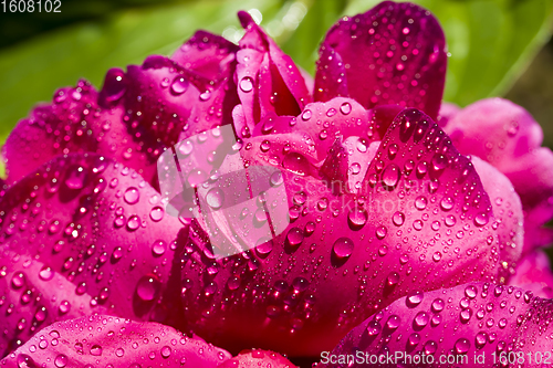 Image of red peony