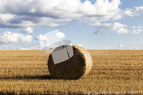 Image of an agricultural field