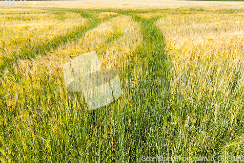 Image of barley for food