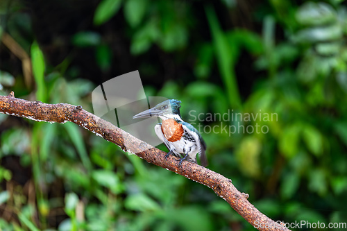 Image of Amazon Kingfisher, Chloroceryle amazona, Refugio de Vida Silvestre Cano Negro, Wildlife and bird watching in Costa Rica