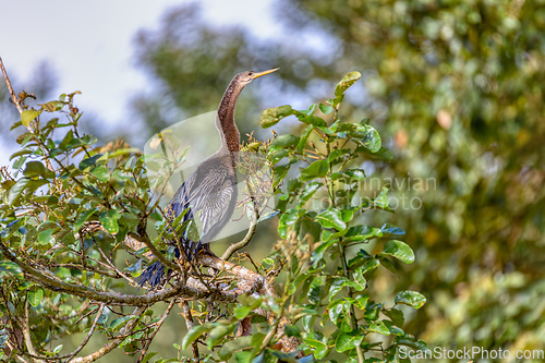 Image of Snakebird, darter, American darter, or water turkey, Anhinga anhinga, Costa Rica