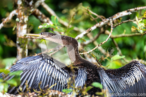 Image of Snakebird, darter, American darter, or water turkey, Anhinga anhinga, Costa Rica