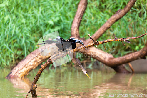 Image of Snakebird, darter, American darter, or water turkey, Anhinga anhinga, Costa Rica