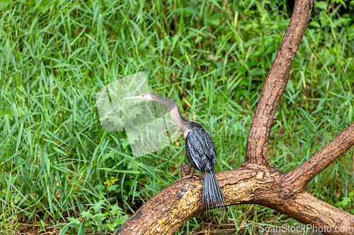 Image of Snakebird, darter, American darter, or water turkey, Anhinga anhinga, Costa Rica