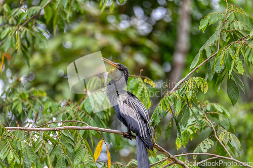 Image of Snakebird, darter, American darter, or water turkey, Anhinga anhinga, Costa Rica