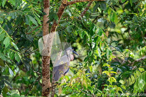 Image of Boat-billed heron, Cochlearius cochlearius, river Bebedero, Palo Verde National park Wildlife Reserve, Costa Rica wildlife