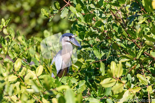 Image of Boat-billed heron, Cochlearius cochlearius, river Bebedero, Palo Verde National park Wildlife Reserve, Costa Rica wildlife