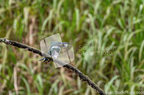 Image of Amazon Kingfisher, Chloroceryle amazona, Refugio de Vida Silvestre Cano Negro, Wildlife and bird watching in Costa Rica