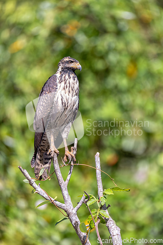 Image of Common black hawk, Buteogallus anthracinus, Rio Bebedero, river Bebedero Palo Verde National park Wildlife Reserve, Costa Rica wildlife