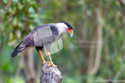 Image of Crested caracara, Caracara plancus, Puntarenas Costa Rica