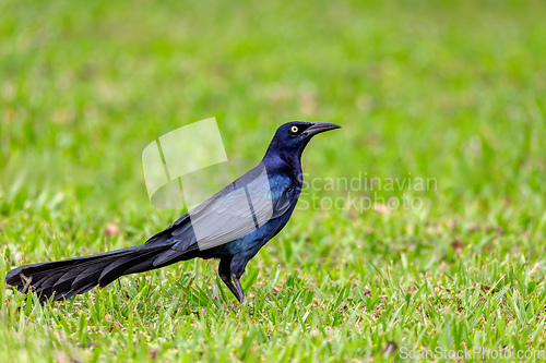 Image of Great-tailed grackle or Mexican grackle, Quiscalus mexicanus. Rincon de la Vieja National Park, Guanacaste Province, Costa Rica