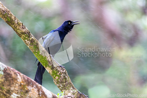 Image of Great-tailed grackle or Mexican grackle, Quiscalus mexicanus. Rincon de la Vieja National Park, Guanacaste Province, Costa Rica