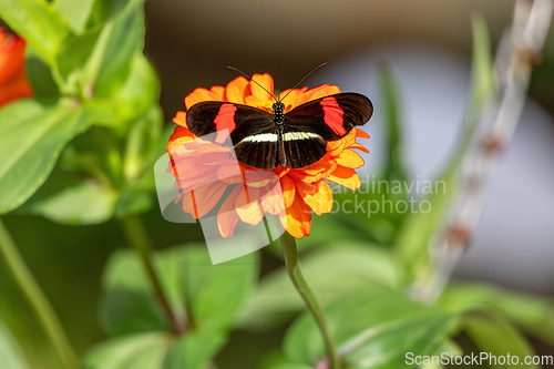 Image of Heliconius erato cruentus butterfly, Refugio de Vida Silvestre Cano Negro, Costa Rica Wildlife