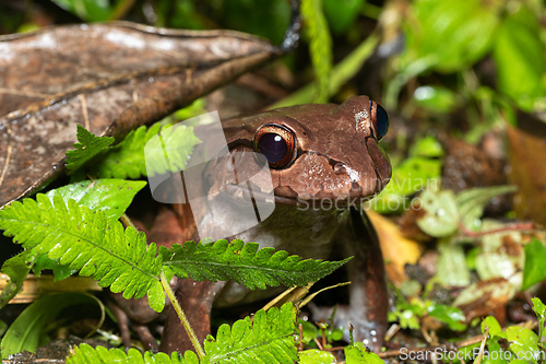 Image of Savages thin-toed frog - Leptodactylus savagei, Refugio de Vida Silvestre Cano Negro, Costa Rica Wildlife