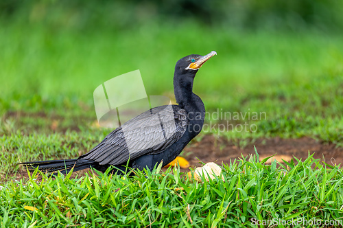 Image of Neotropic cormorant - Phalacrocorax brasilianus. Refugio de Vida Silvestre Cano Negro, Wildlife and bird watching in Costa Rica.