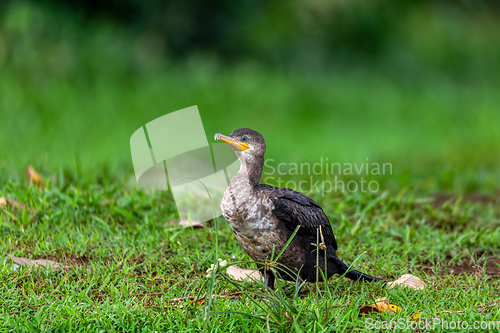 Image of Neotropic cormorant - Phalacrocorax brasilianus. Refugio de Vida Silvestre Cano Negro, Wildlife and bird watching in Costa Rica.