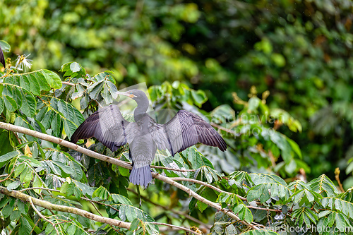 Image of Neotropic cormorant - Phalacrocorax brasilianus. Refugio de Vida Silvestre Cano Negro, Wildlife and bird watching in Costa Rica.