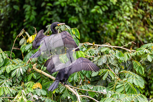 Image of Neotropic cormorant - Phalacrocorax brasilianus. Refugio de Vida Silvestre Cano Negro, Wildlife and bird watching in Costa Rica.