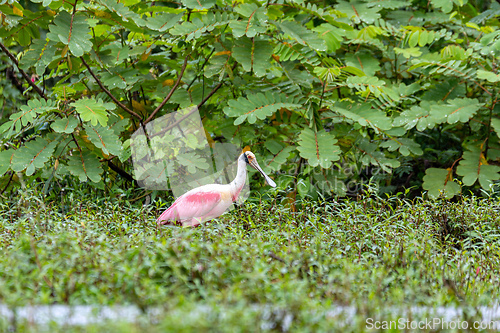 Image of Roseate spoonbill - Platalea ajaja, Refugio de Vida Silvestre Cano Negro, Wildlife and bird watching in Costa Rica.