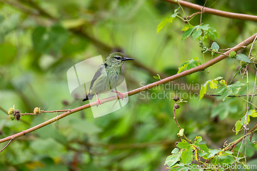 Image of Red-legged honeycreeper female - Cyanerpes cyaneus. Refugio de Vida Silvestre Cano Negro, Wildlife and bird watching in Costa Rica.