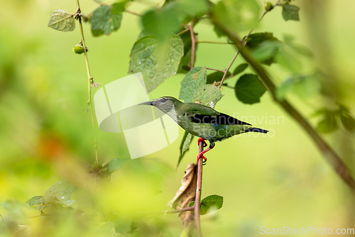 Image of Red-legged honeycreeper female - Cyanerpes cyaneus. Refugio de Vida Silvestre Cano Negro, Wildlife and bird watching in Costa Rica.