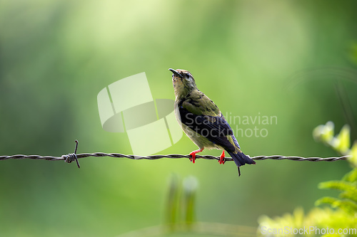 Image of Red-legged honeycreeper female - Cyanerpes cyaneus. Refugio de Vida Silvestre Cano Negro, Wildlife and bird watching in Costa Rica.