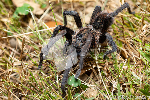 Image of Spider, tarantula, Sericopelma melanotarsum. Curubande de Liberia, Costa Rica wildlife
